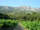 Borak Dingač
