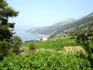 Borak Dingač