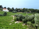 Borak Dingač
